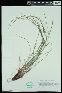 Carex oligocarpa image