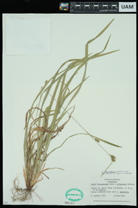 Carex planispicata image