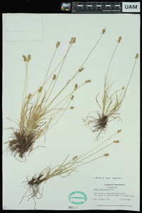 Carex retroflexa image