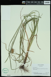 Carex squarrosa image