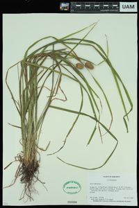 Carex squarrosa image