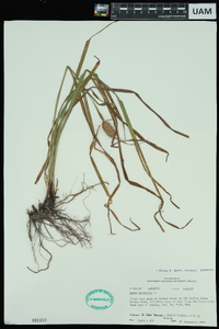 Carex squarrosa image