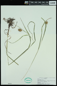 Carex squarrosa image