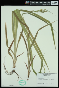 Carex scabrata image