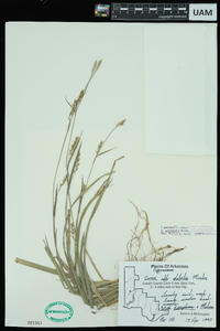 Carex striatula image