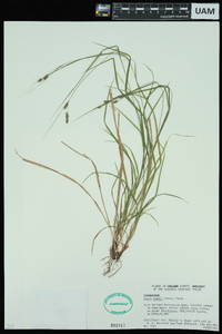 Carex swanii image