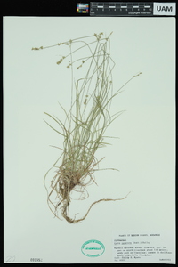 Carex texensis image