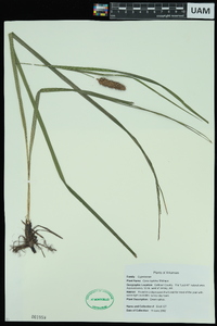 Carex typhina image