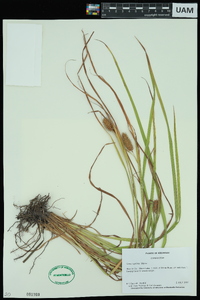 Carex typhina image