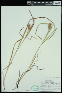 Carex typhina image