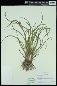 Carex typhina image