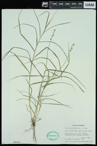 Carex tenera image