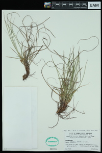 Carex umbellata image