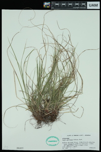 Carex umbellata image