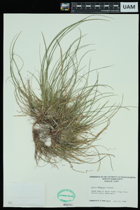 Carex umbellata image