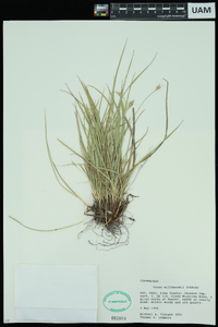 Carex willdenowii image