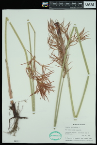 Cyperus squarrosus image