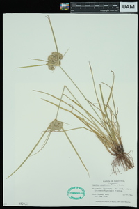 Cyperus articulatus image