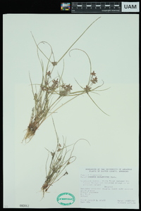 Cyperus squarrosus image