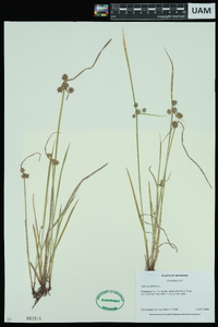 Cyperus difformis image