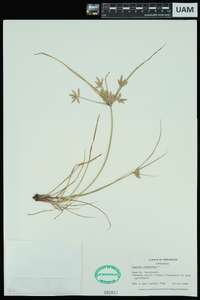 Cyperus compressus image