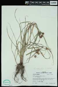 Cyperus echinatus image