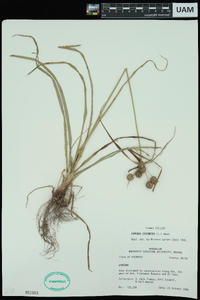 Cyperus echinatus image