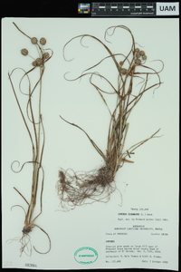 Cyperus echinatus image