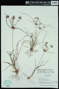 Cyperus grayoides image