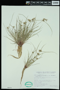 Cyperus flavescens image