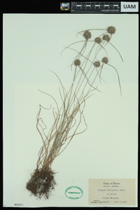 Cyperus filiculmis image