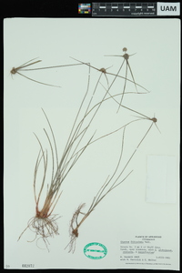 Cyperus filiculmis image