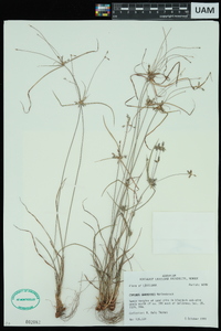 Cyperus grayoides image