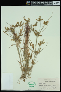 Cyperus iria image