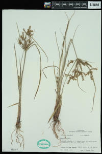 Cyperus iria image