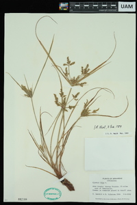 Cyperus iria image