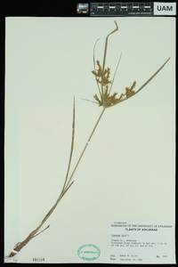 Cyperus iria image