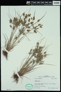 Cyperus iria image