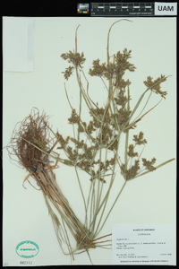 Cyperus iria image