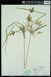 Cyperus iria image