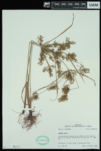 Cyperus iria image