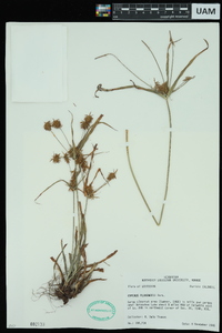 Cyperus plukenetii image