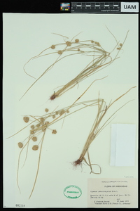 Cyperus pseudovegetus image