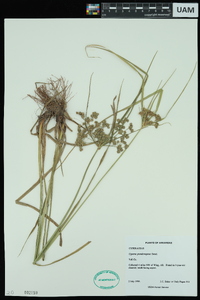 Cyperus pseudovegetus image