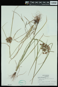 Cyperus pseudovegetus image