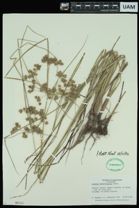 Cyperus pseudovegetus image