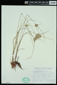 Cyperus pseudovegetus var. pseudovegetus image