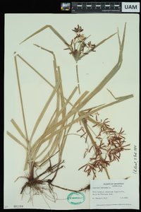 Cyperus rotundus image