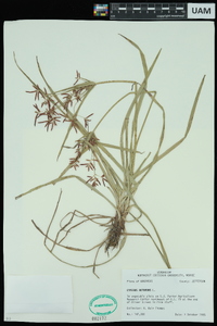 Cyperus rotundus image