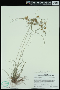 Cyperus retroflexus image